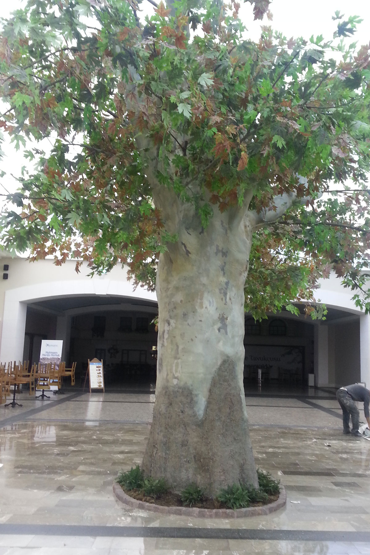 istinye-parka-icin-yapay-çinar-agaci