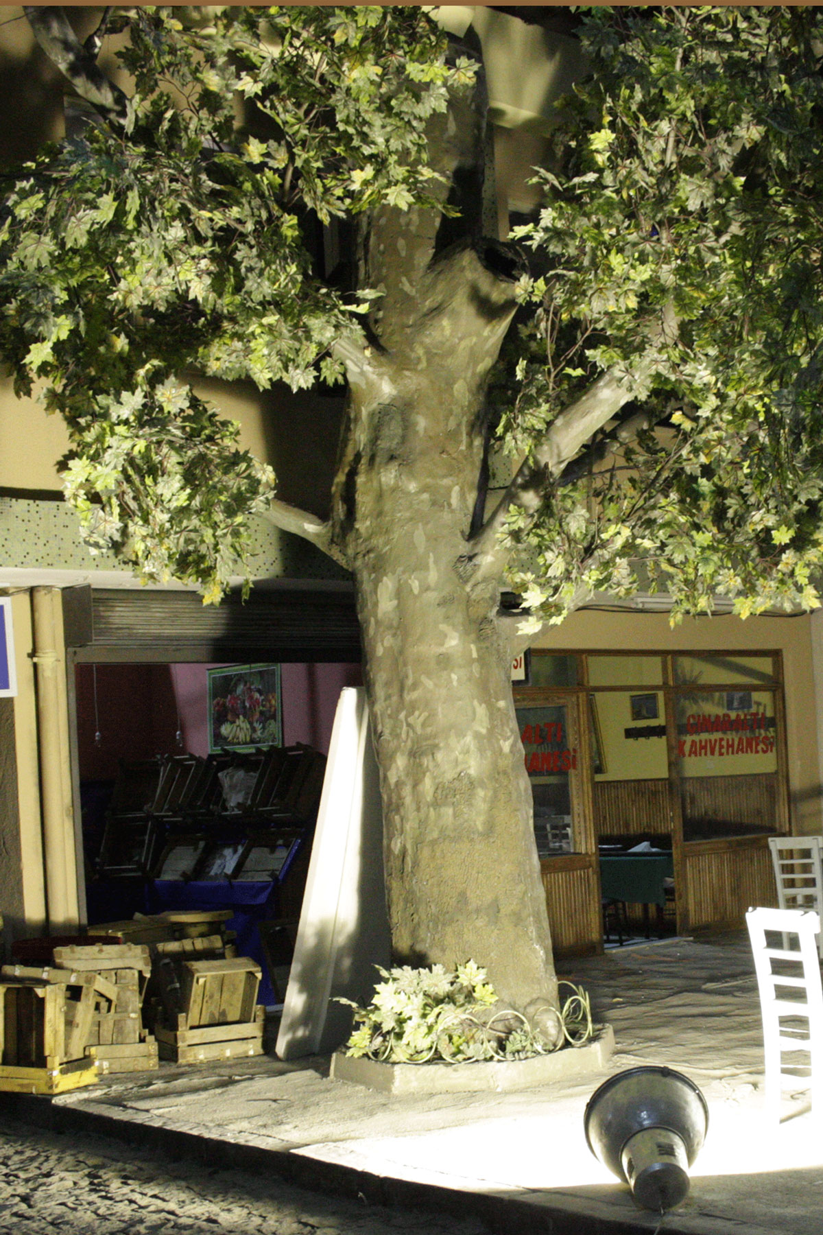 seksenler-icin-cınar-agaci